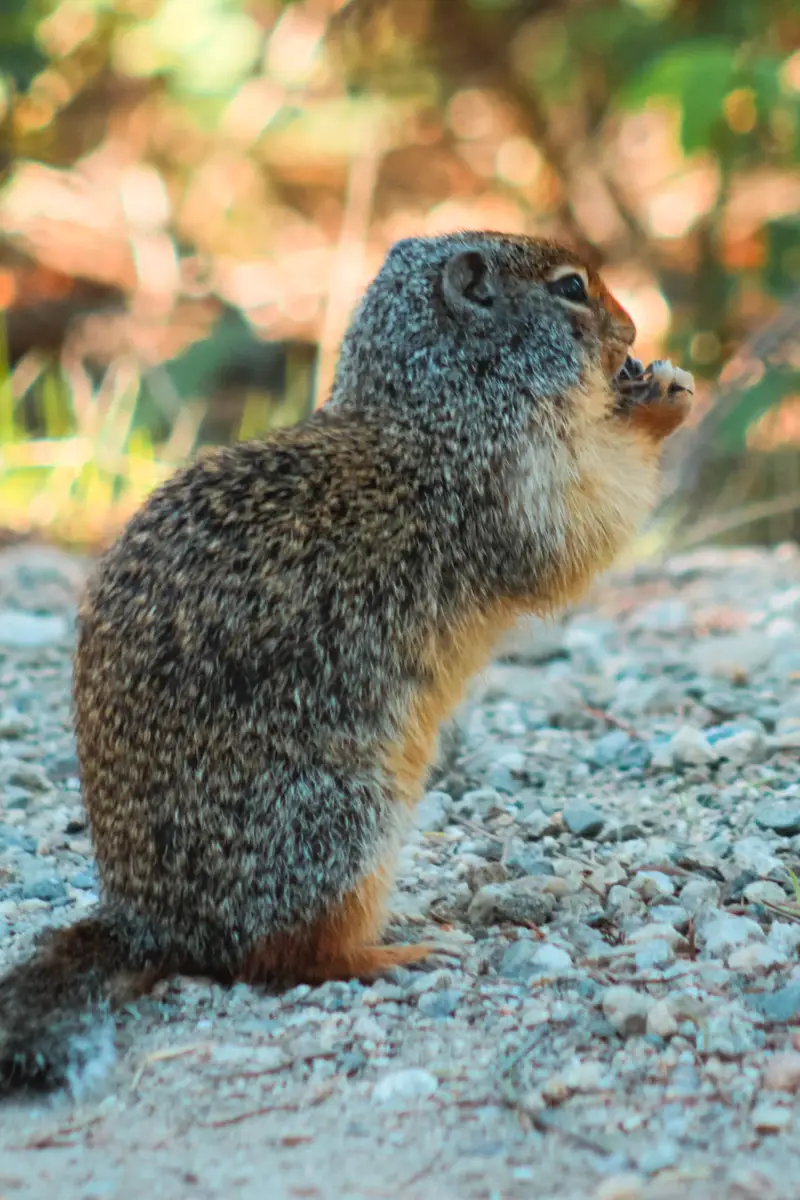 Marmot eating a nut