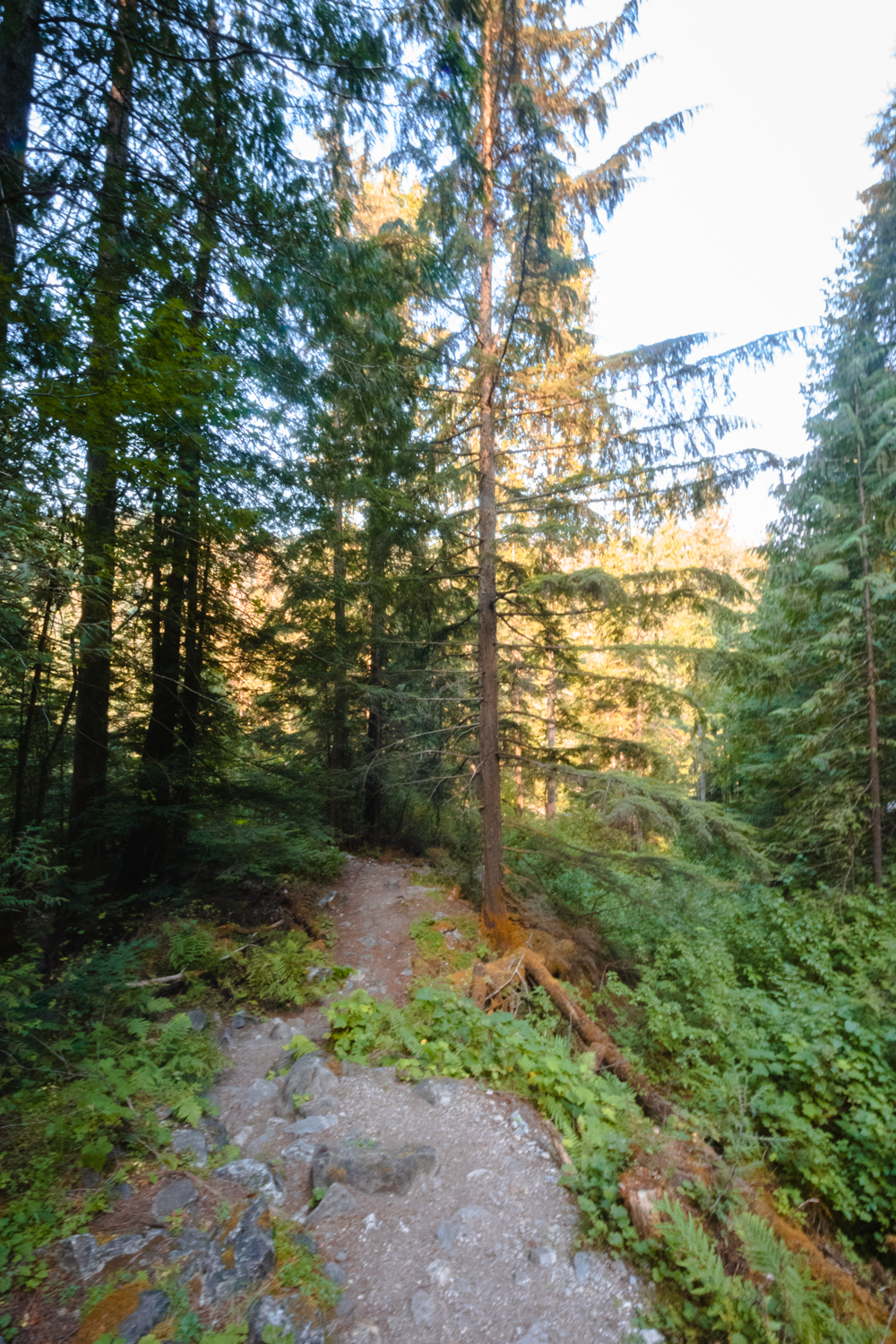 Dirt trail through a forest
