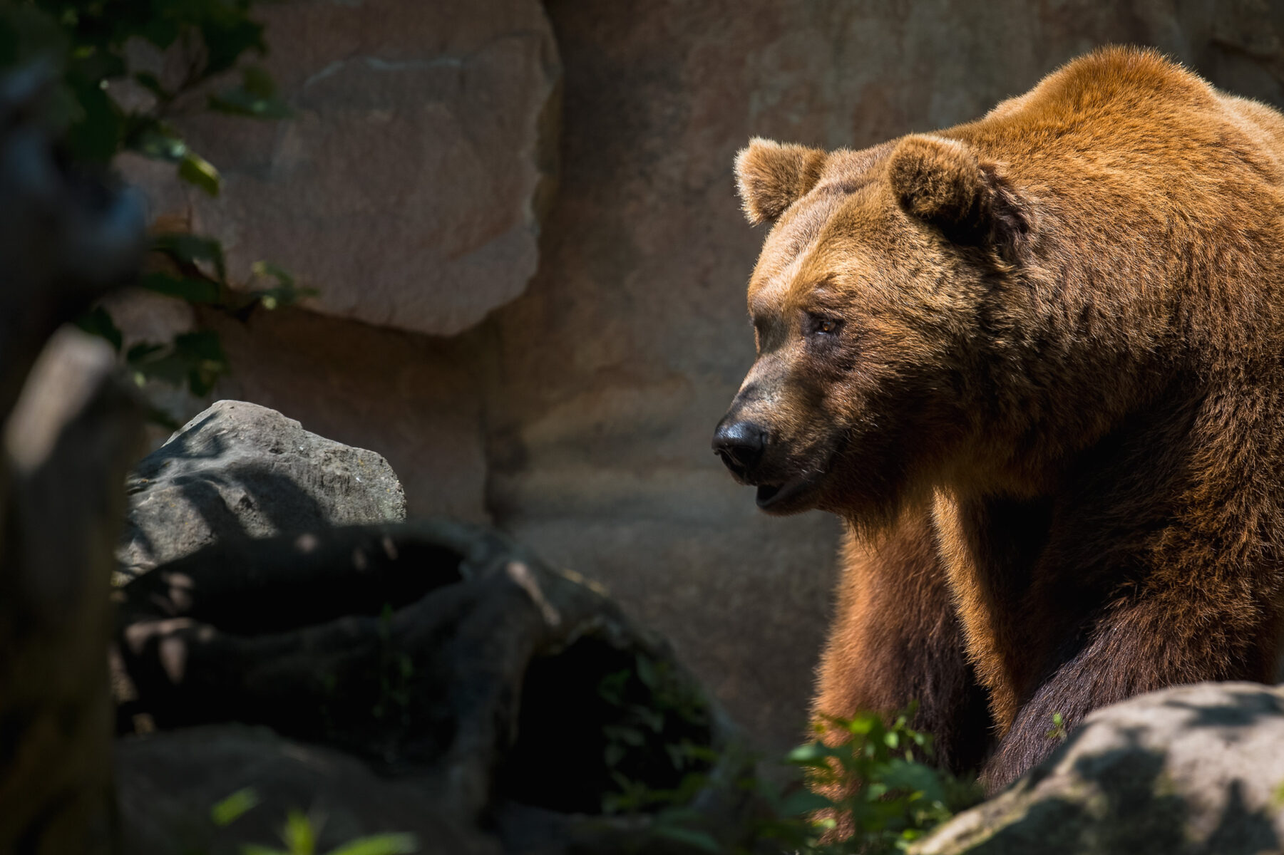 Bear Safety for Hikers