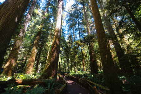 Cathedral Grove Old Growth Forest in MacMillan Provincial Park, BC