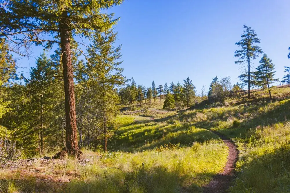 A dirt trail through a hillside of trees and grass.