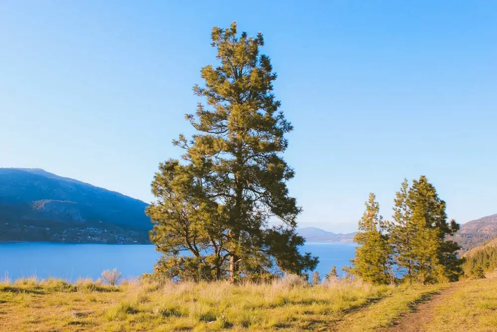 A tall tree on the Paul's Tomb trail with views of Okanagan lake in the background.