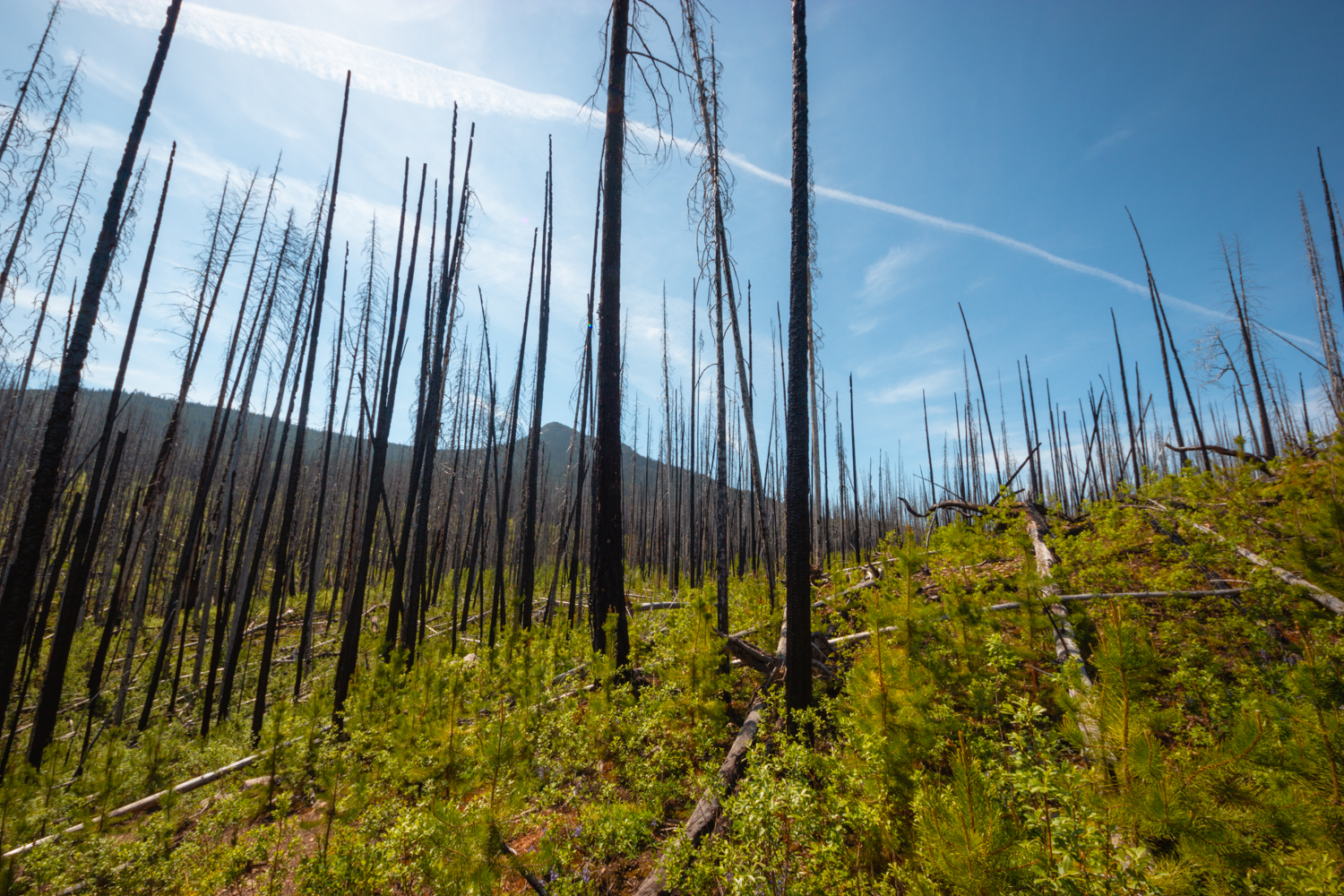 Burnt trees in a forest. The forest floor is covered in greenery with a bright blue sky.