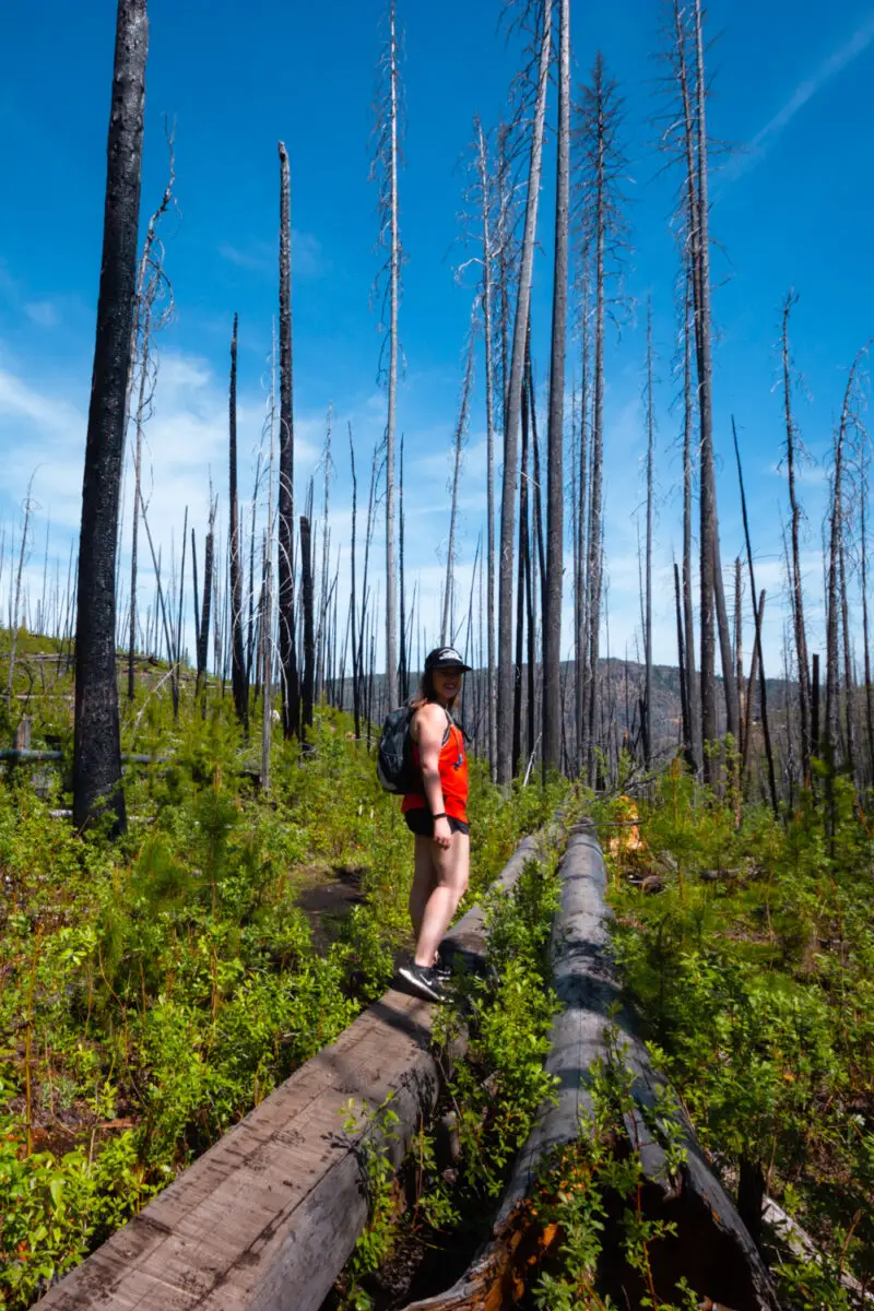A woman in red stands on a log in a burnt forest on the trail to Christie Falls.