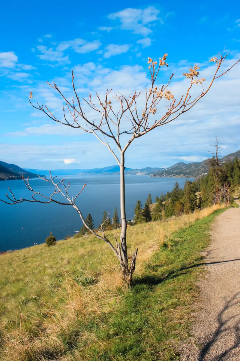 Small tree along the Paul's Tomb trail on Knox Mountain with views of Okanagan Lake in the background.