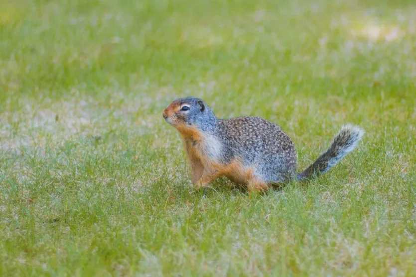 Orange and grey marmot in a green field