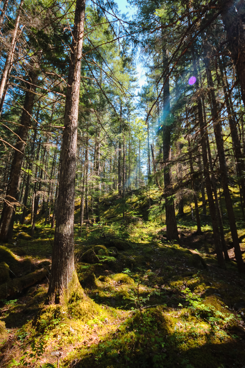 Lush, green forest with moss and tall trees.