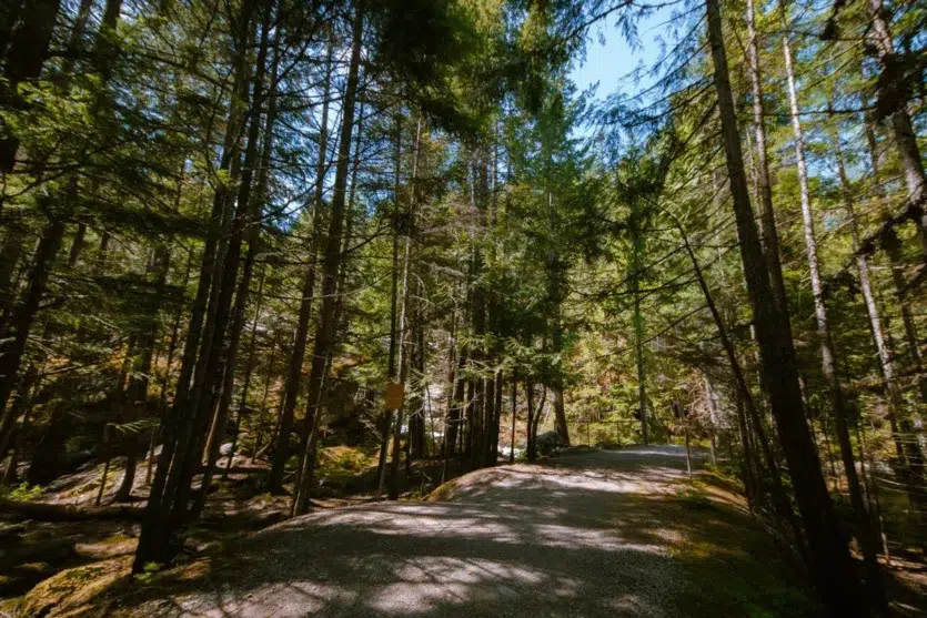 Gravel trail through the forest.