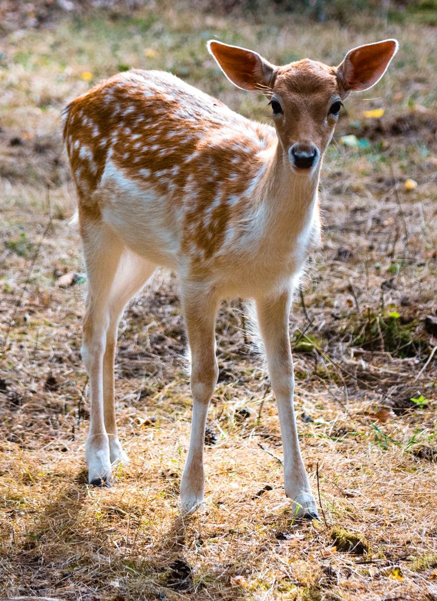 Small fawn