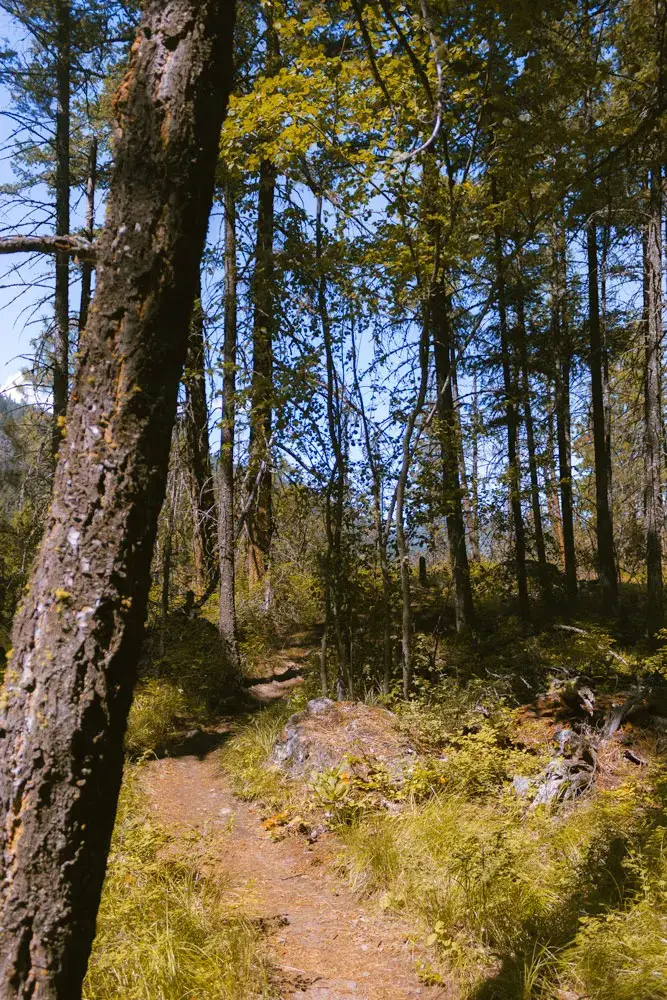 Dirt hiking trail through a forest in the Okanagan