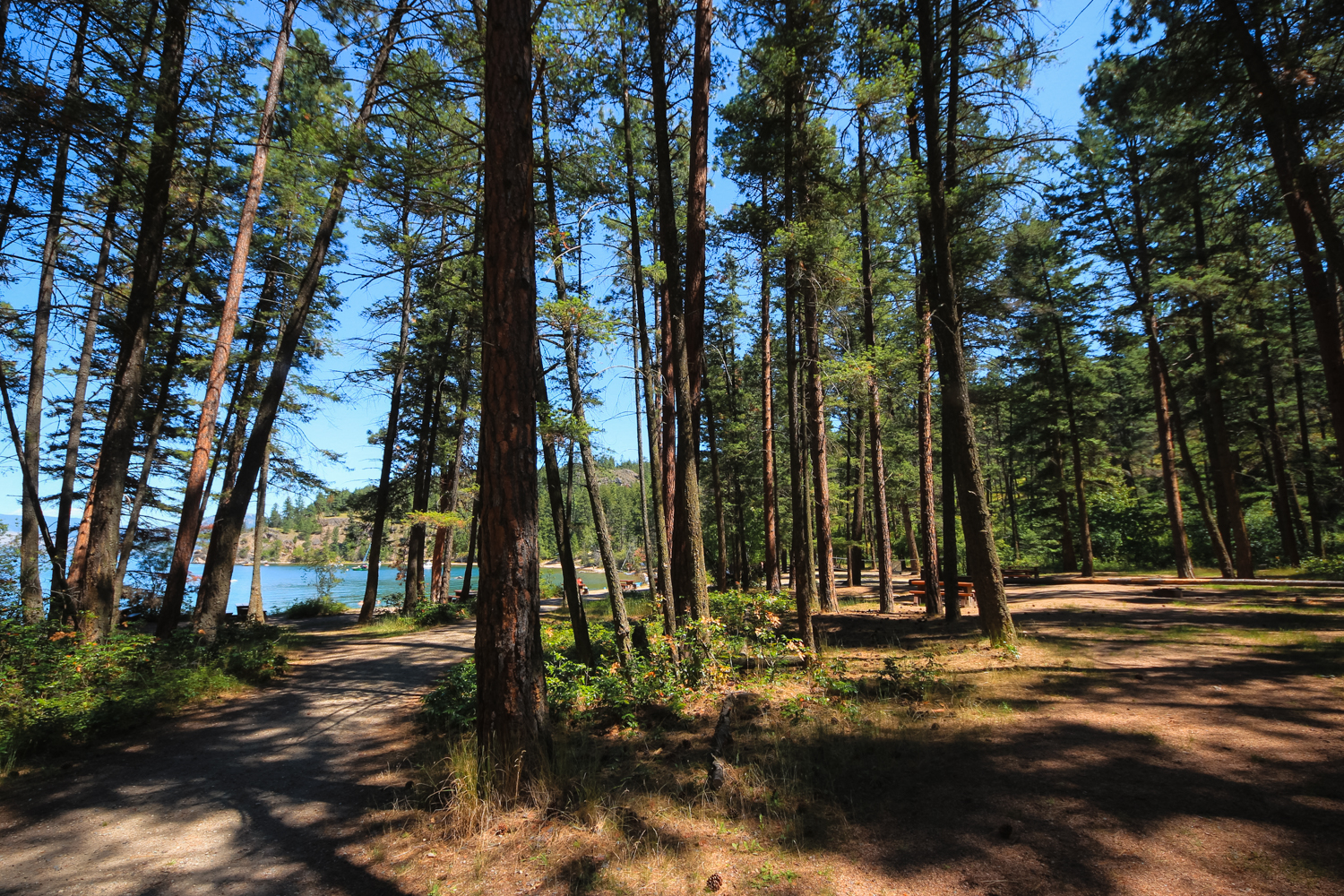 Day-use picnics in the trees at Ellison Provincial Park