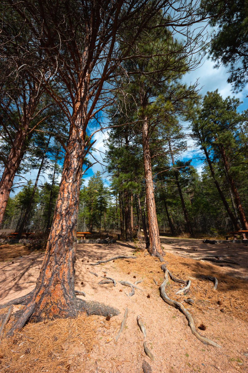Tall ponderosa pines on a beach