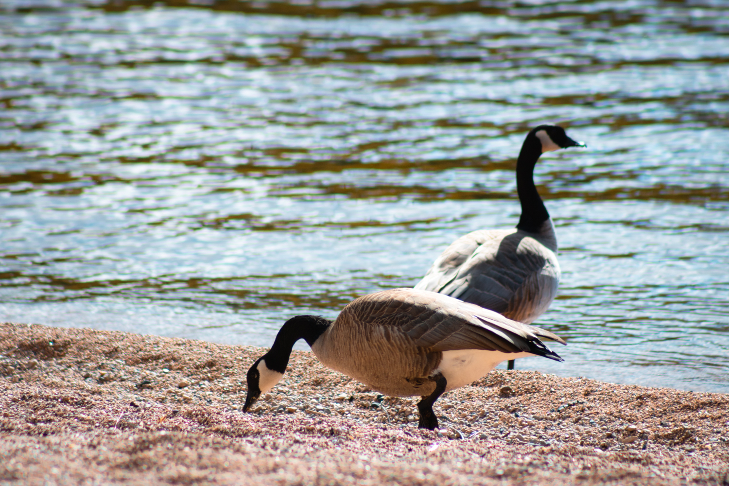 Two Canadian geese by the lake at Ellison