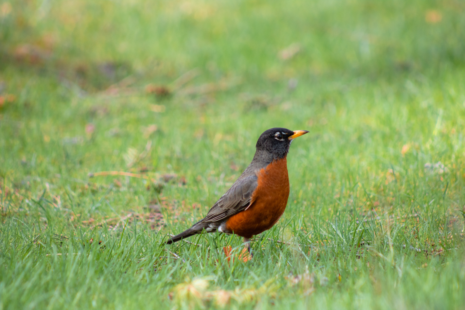 Robin in green grass