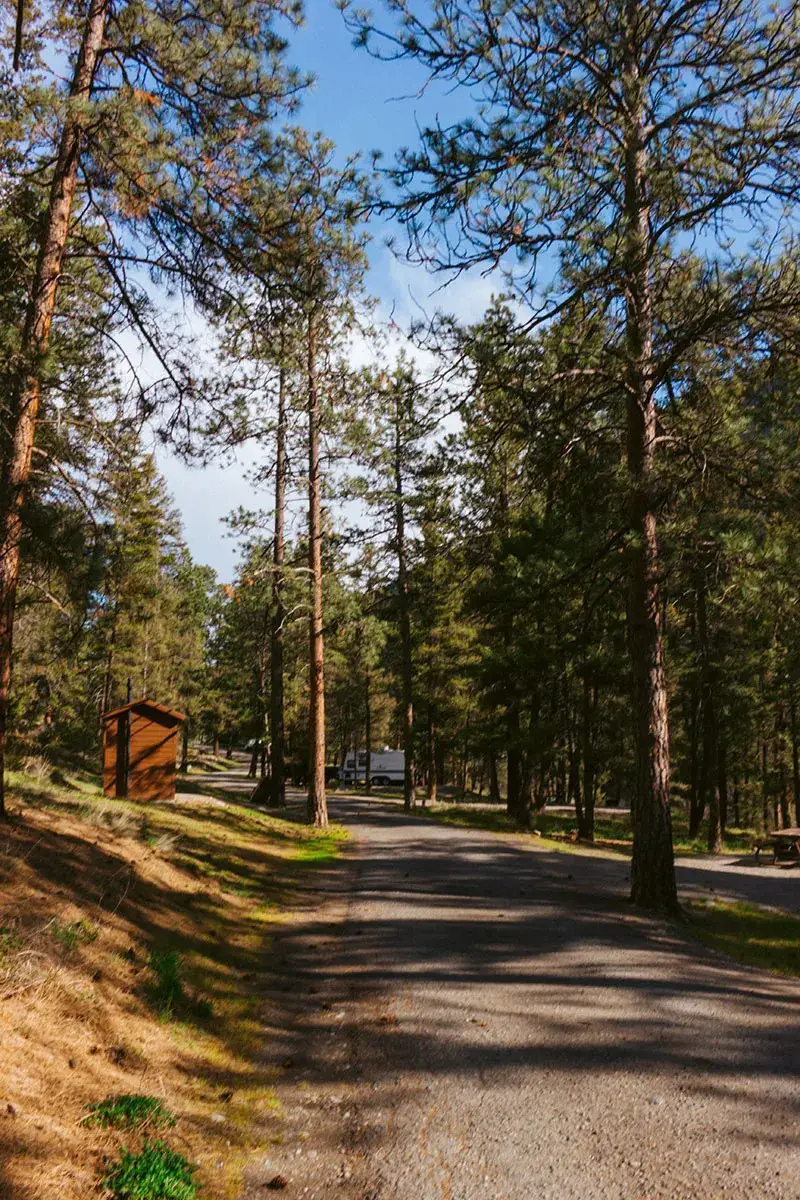 Road through a forest of Ponderosa pines