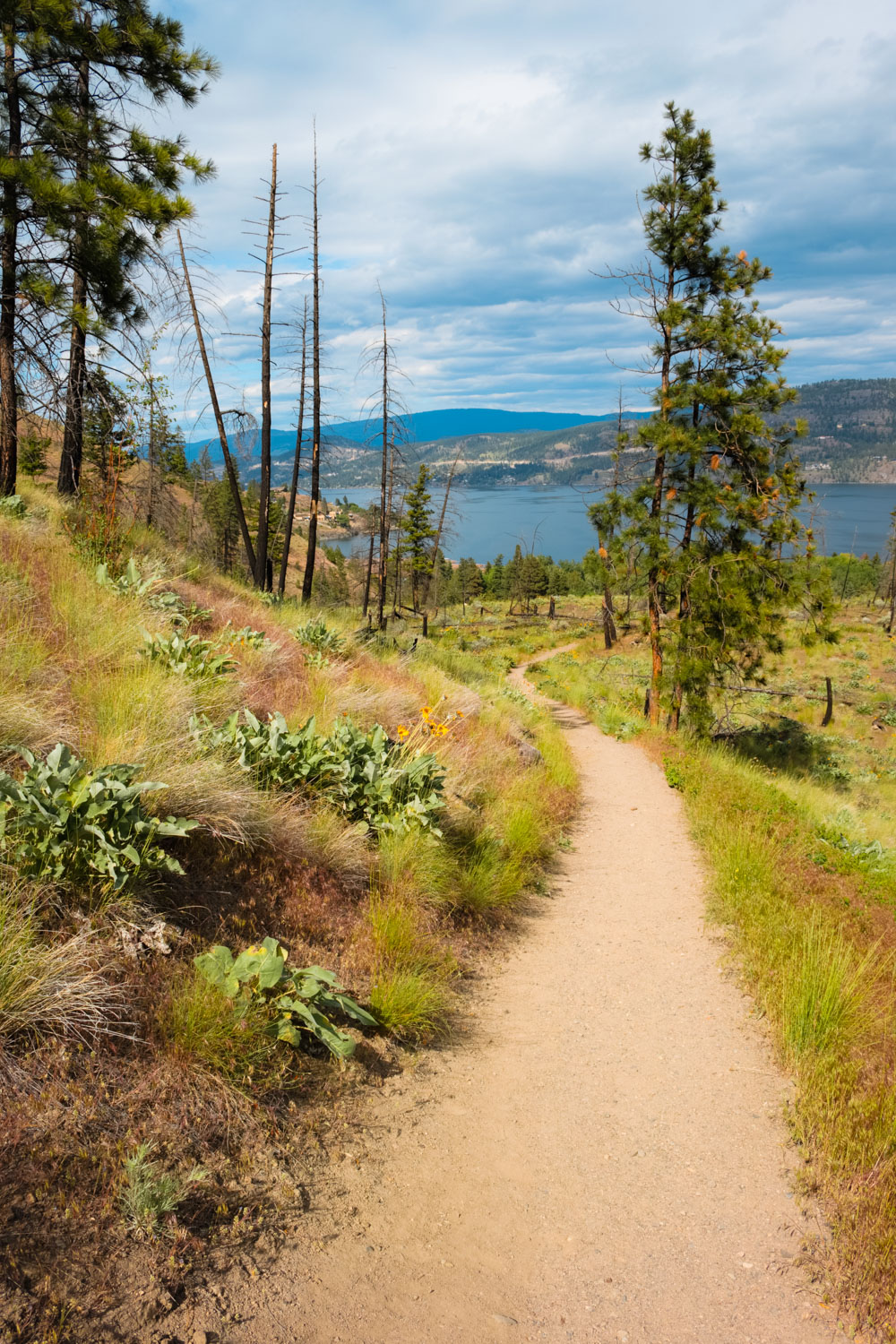 Hiking trail through a forest damaged by a wildfire at Bear Creek Provincial Park with a blue Okanagan Lake in the background.