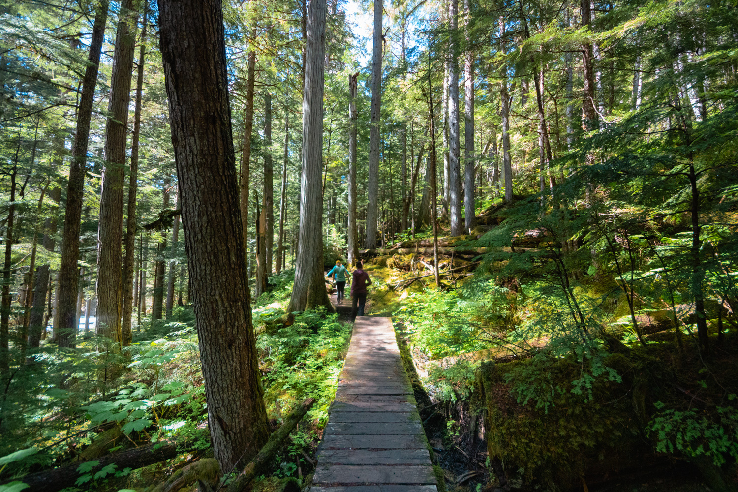 Boardwalk through a moss and tree lined hiking trail to a big waterfall