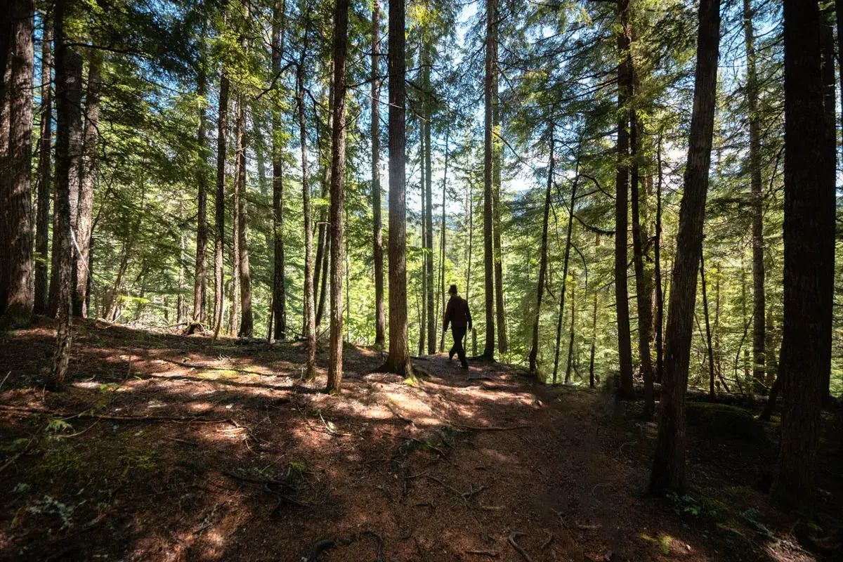 Woman talk on a dirt trail through a forest of tall trees in the Monashee mountains.