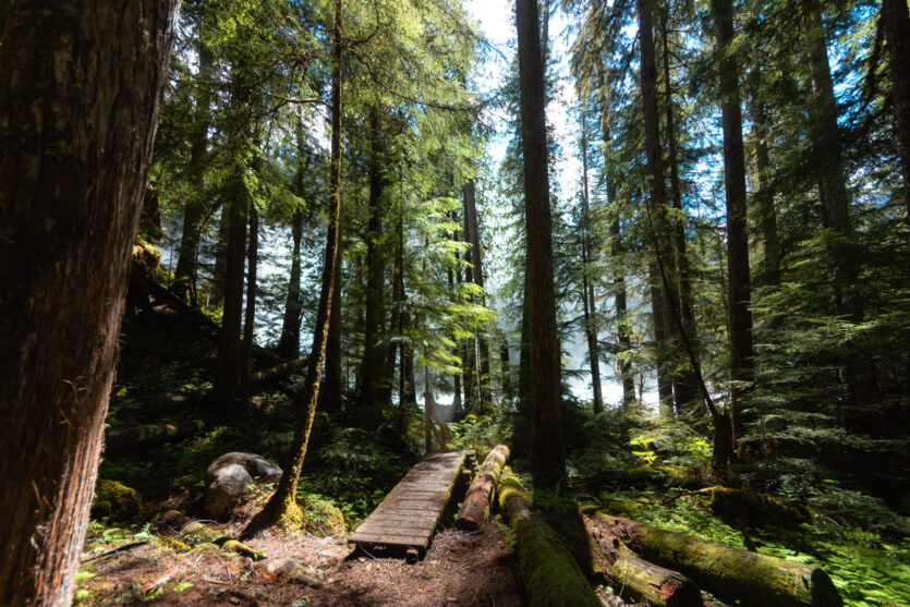 A boardwalk through the trees at Rainbow Falls in Monashee Provincial Park