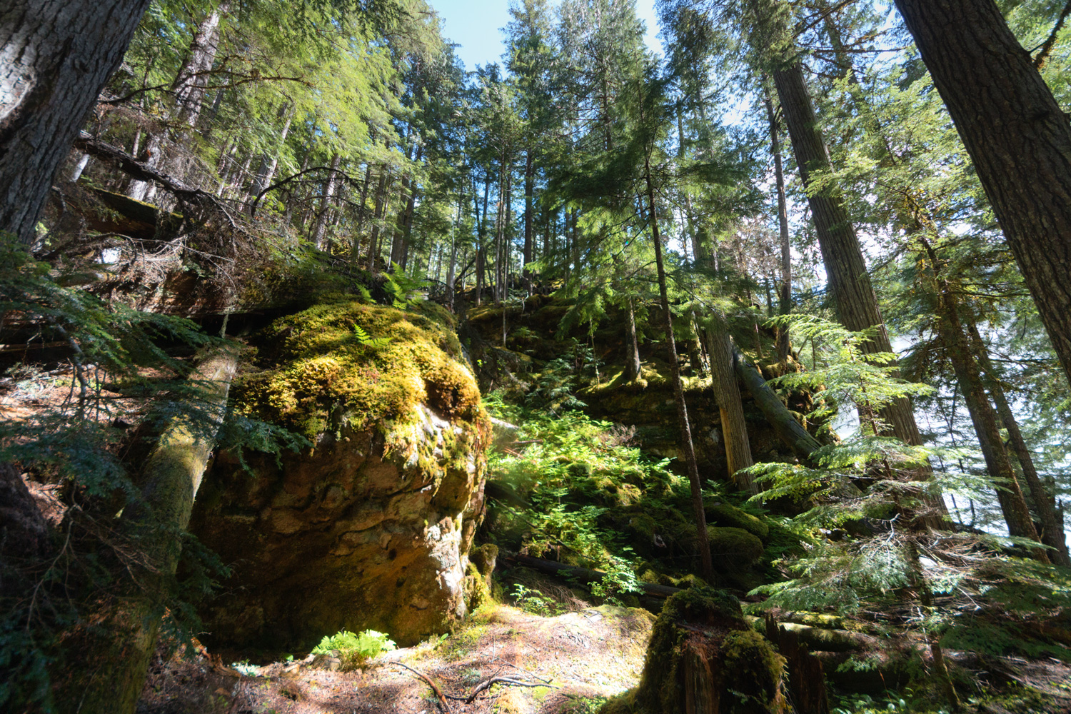 A large boulder surrounded by a very green forest