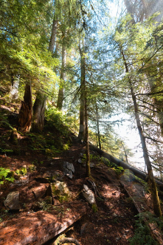 Dirt trail through a dense green forest