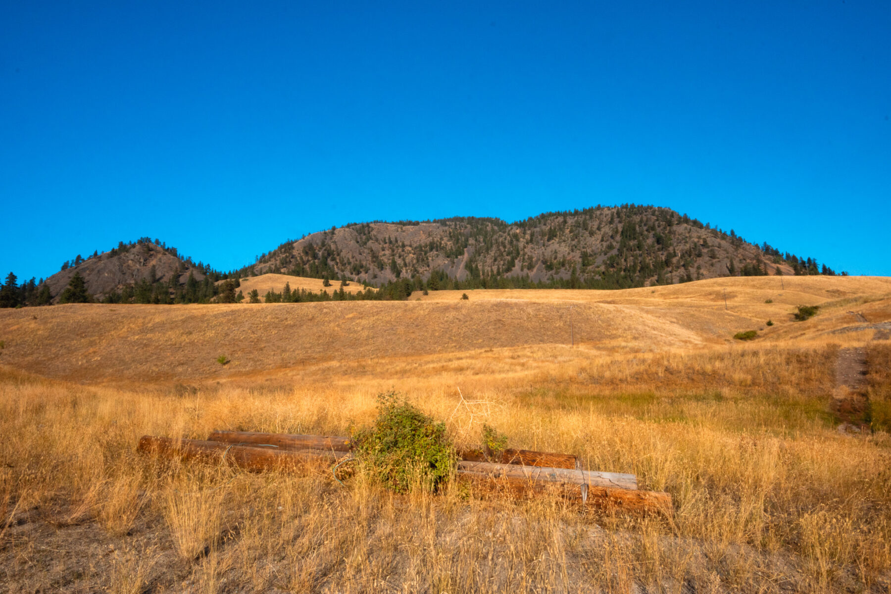 Open, grassy field with a mountain in the background. The sky is very blue.