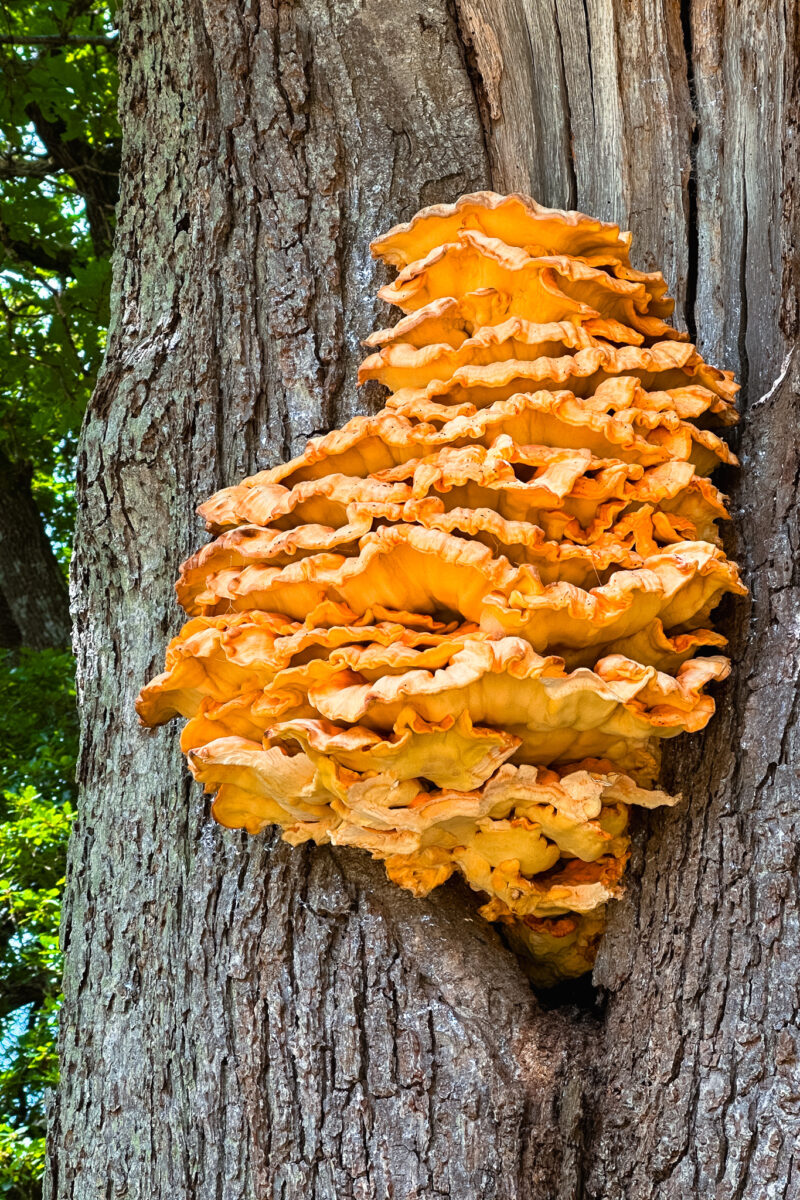 Orange fungi on a tree.