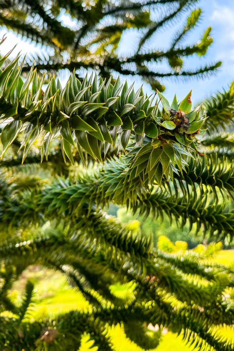 Close up of a tree.