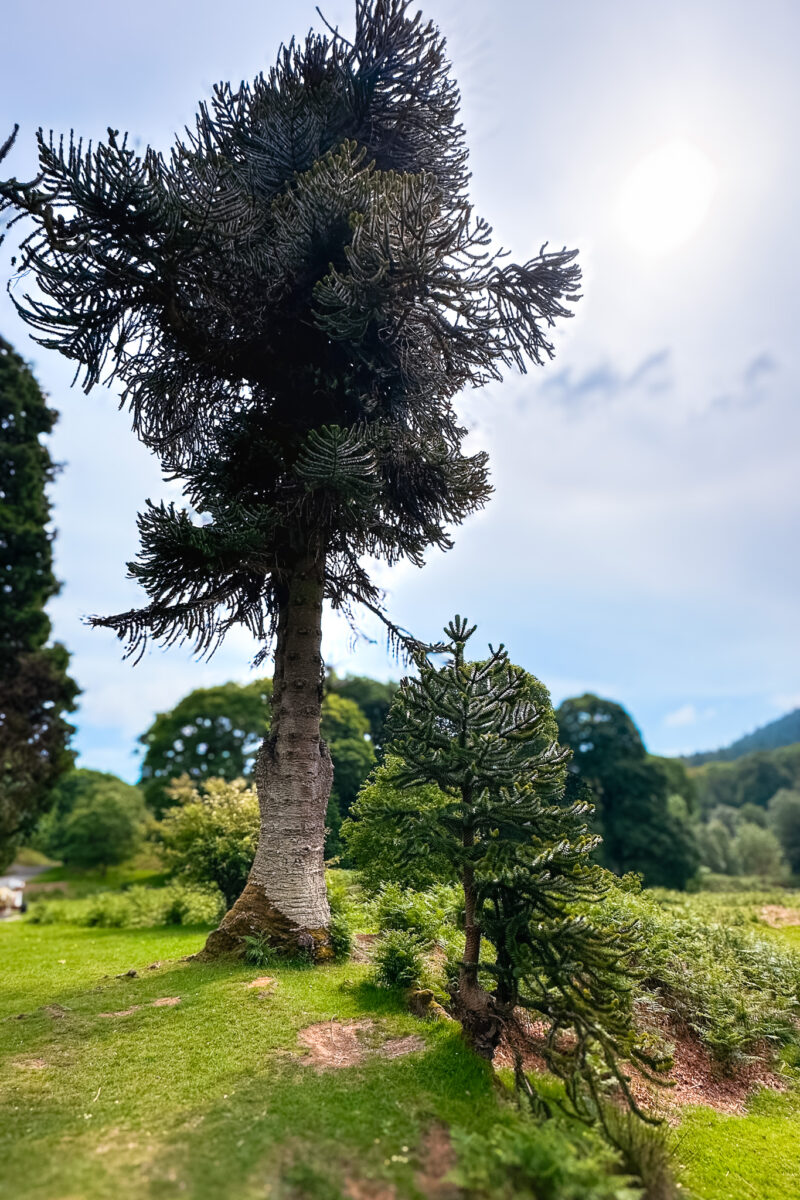 Trees on a hill.