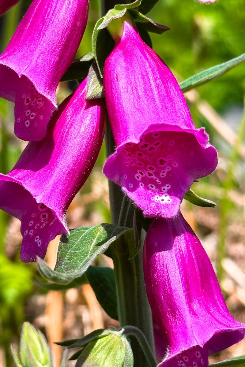 Bright pink flowers.