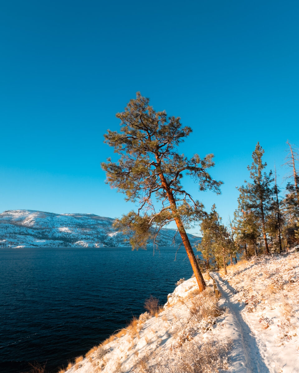 A lone pine tree next to a snowy winter trail.