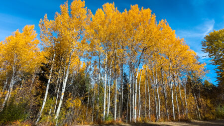 Best Places to See Fall Colours in Kelowna