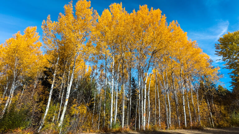 Best Places to See Fall Colours in Kelowna